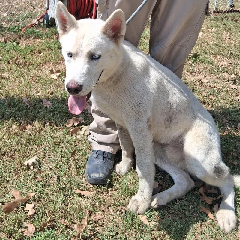 An adult medium-sized male Husky dog named Viktor for adoption in Denison, TX