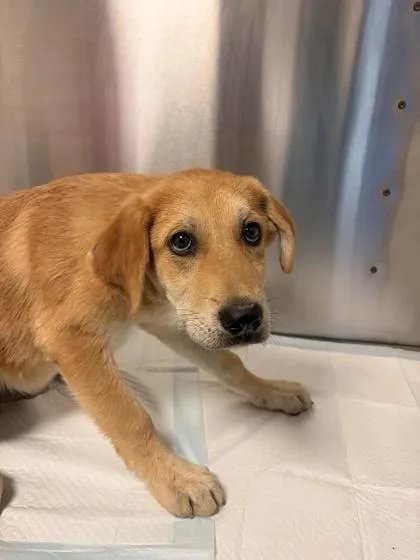 A baby medium-sized male Mixed Breed dog named Baxter for adoption in Fresno, CA