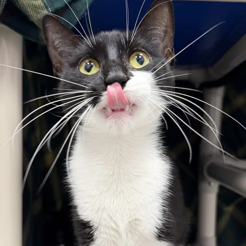 A young medium-sized female Black & White / Tuxedo Domestic Short Hair cat named Hadley for adoption in Cooperstown, NY