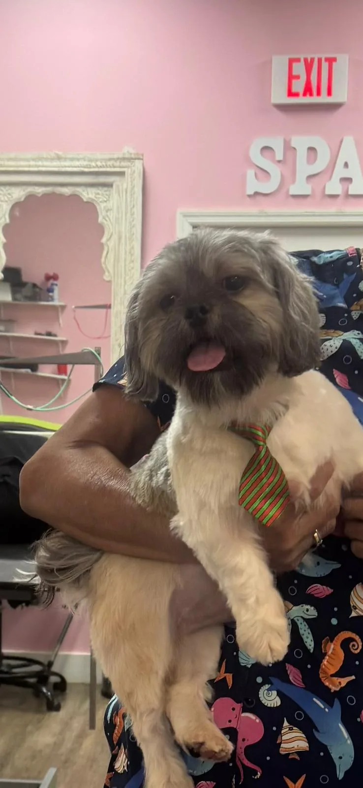A baby small-sized male Apricot / Beige Shih Tzu dog named Gino for adoption in Miami, FL