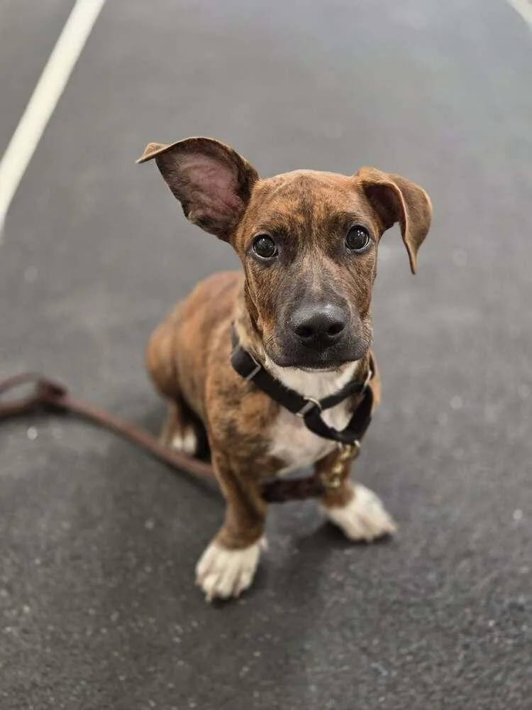 A baby small-sized male Brindle Terrier dog named Beamer for adoption in Lockhart, TX