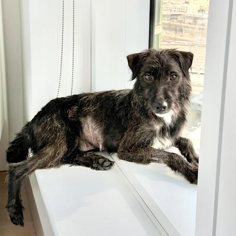 A young small-sized female Black Wirehaired Terrier dog named Days of Being Wild for adoption in New York, NY
