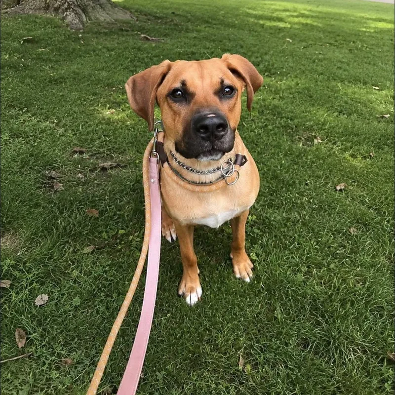 A young medium-sized male Mixed Breed dog named Scooby for adoption in Warren, OH