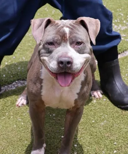 An adult large-sized male Mixed Breed dog named Zion for adoption in Athens, GA