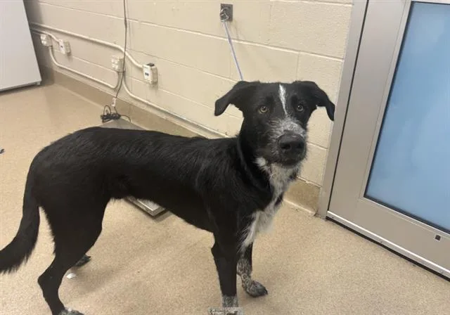 A young large-sized male Irish Wolfhound dog named Dale for adoption in Grand Prairie, TX