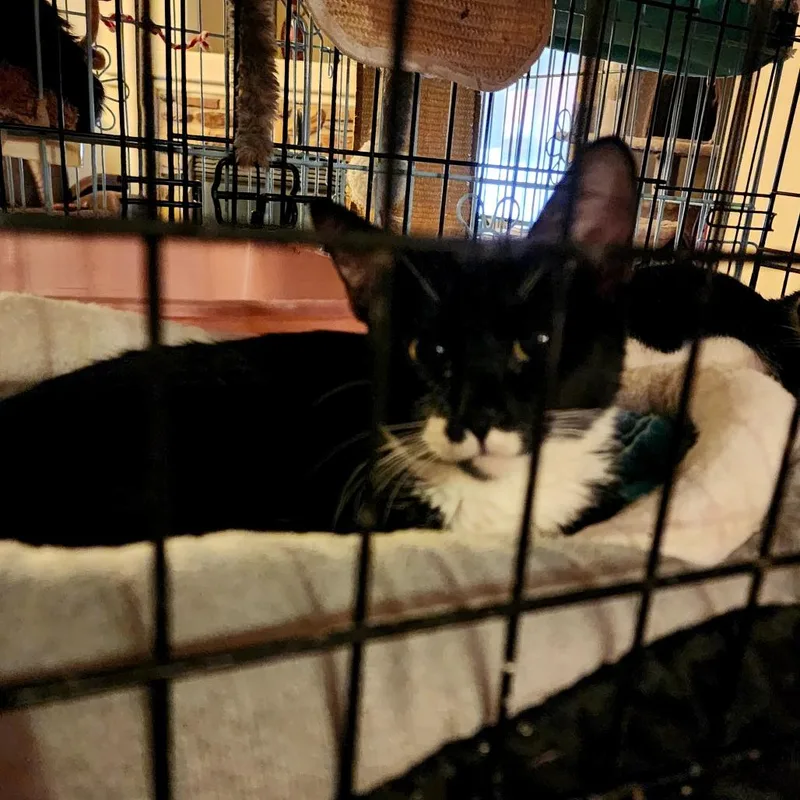 A young small-sized female Black Domestic Short Hair cat named Celia for adoption in Grantsville, UT