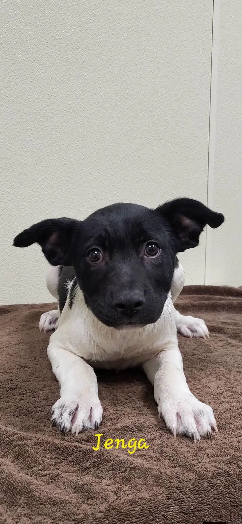 A baby medium-sized female Black Mixed Breed dog named Jenga for adoption in Marion, MS