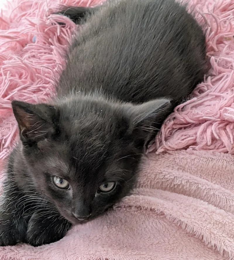 A baby medium-sized female Black Domestic Short Hair cat named Tally for adoption in Sanford, NC