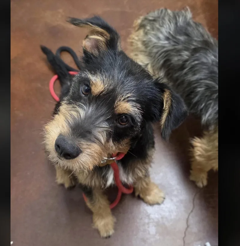 Zeus