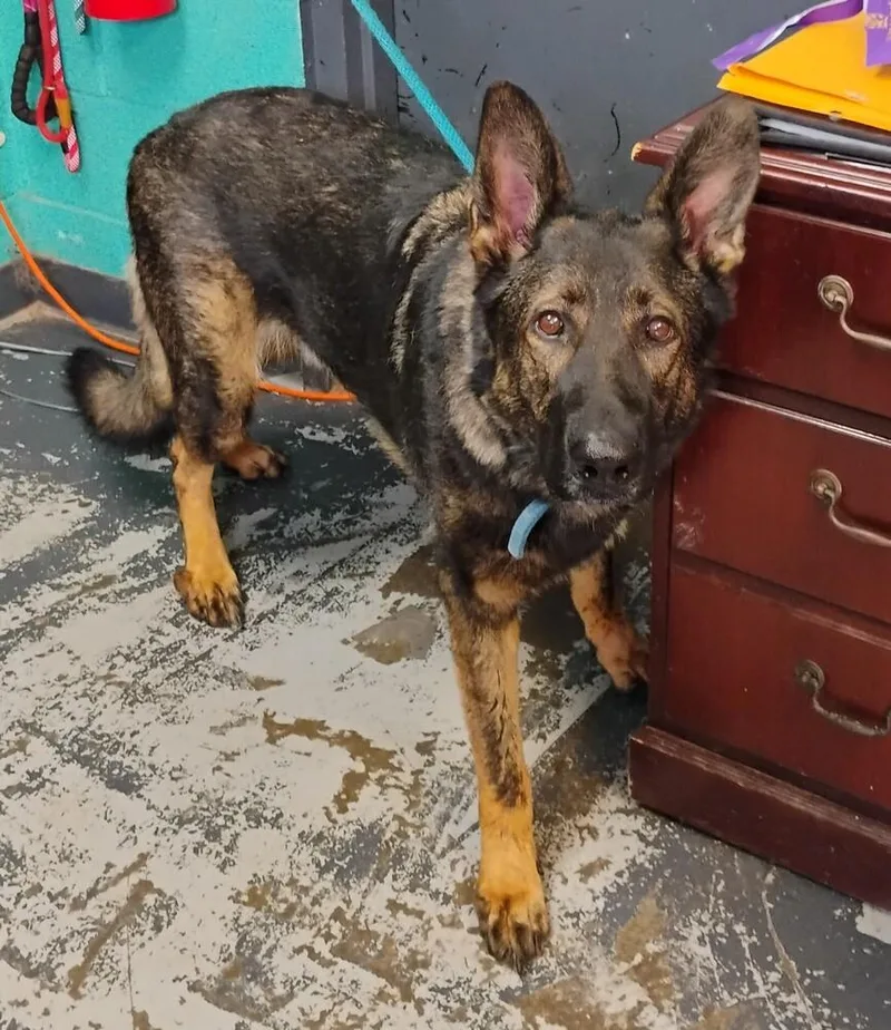 An adult large-sized male German Shepherd Dog dog named Tyson for adoption in New Lexington, OH