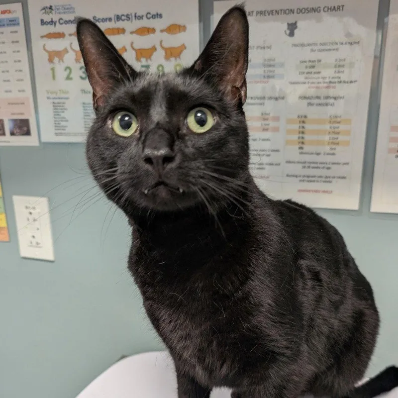 An adult medium-sized male American Shorthair cat named Midnight for adoption in New Castle, DE