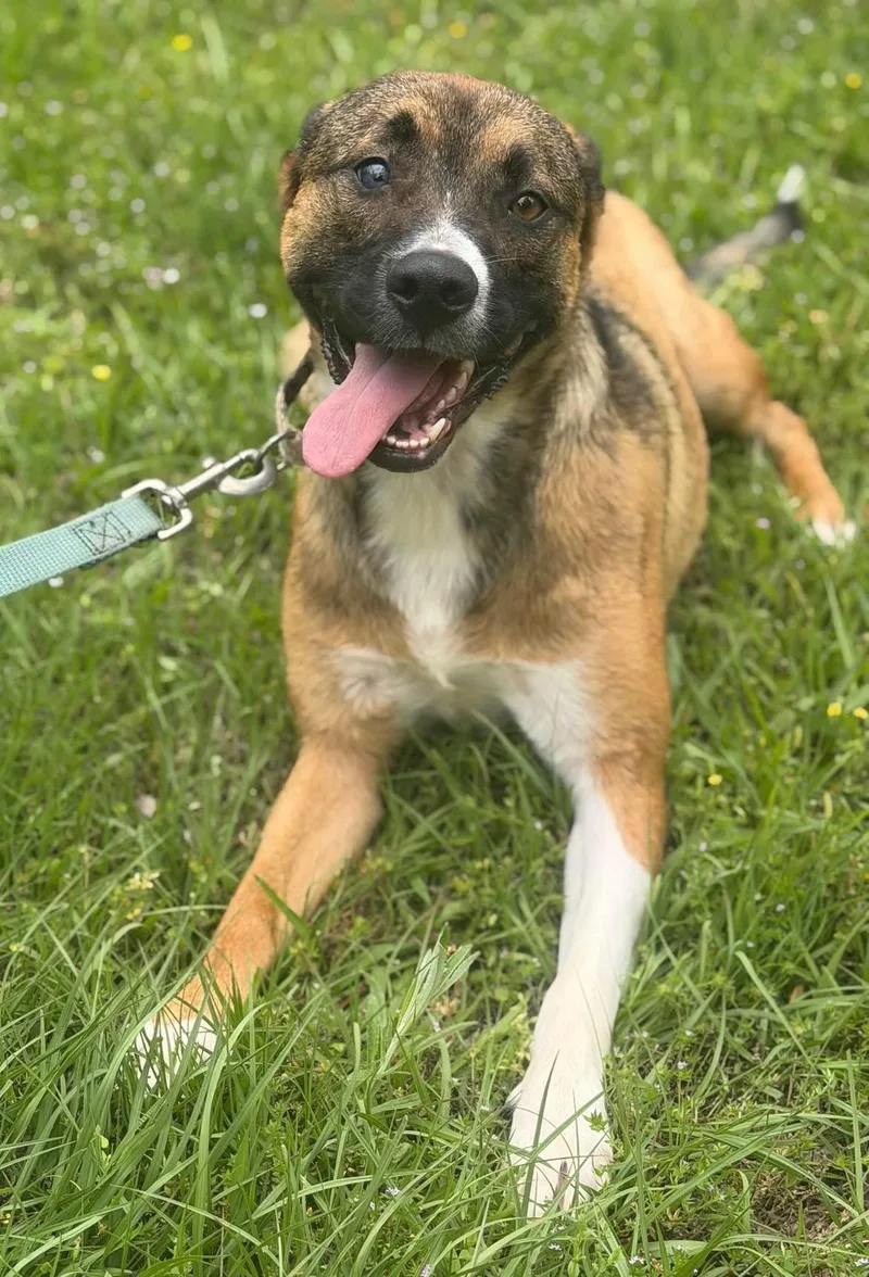 A young large-sized female Shepherd dog named Stacy for adoption in Calera, AL