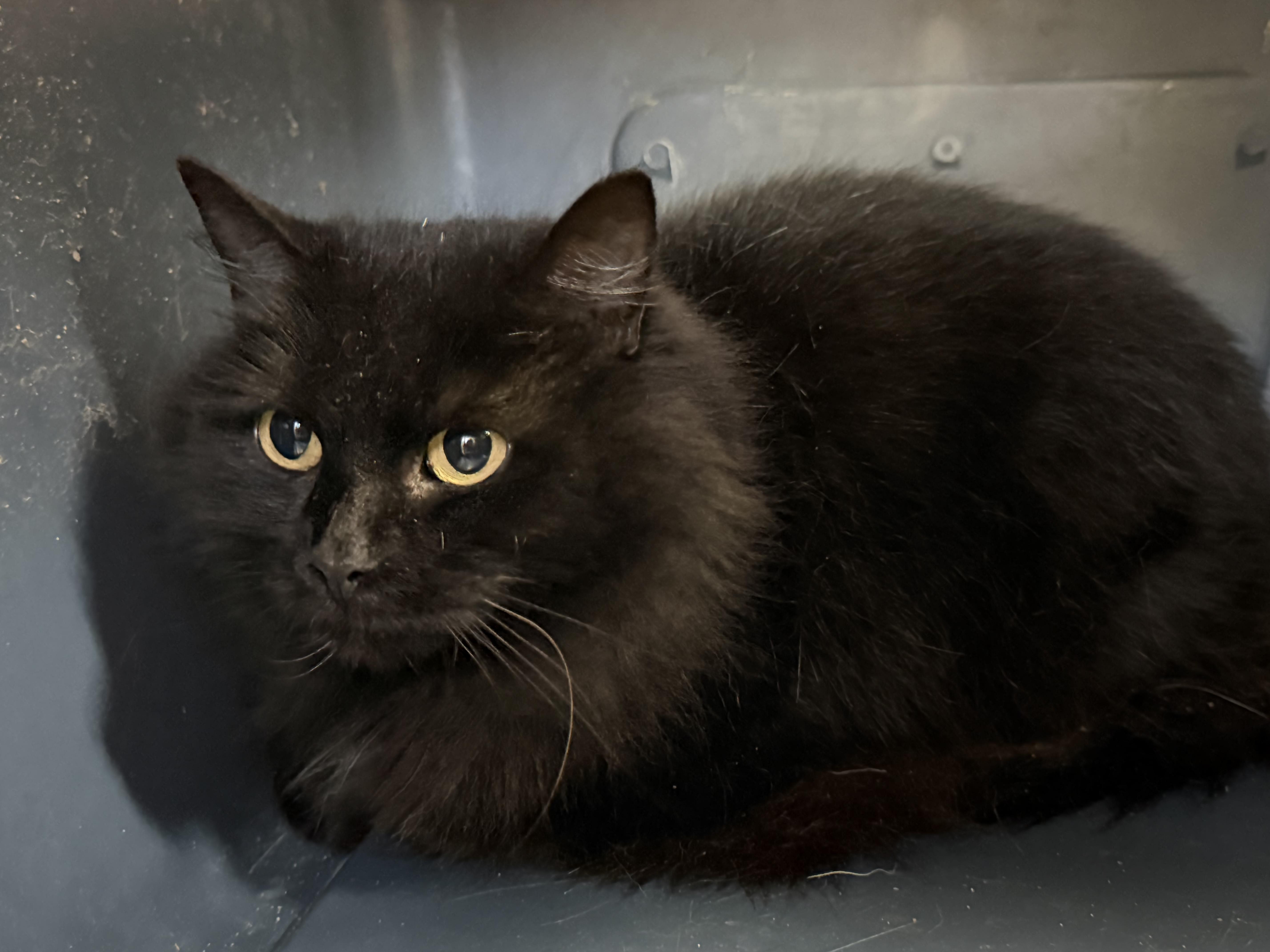 Bat Woman thumbnail 2