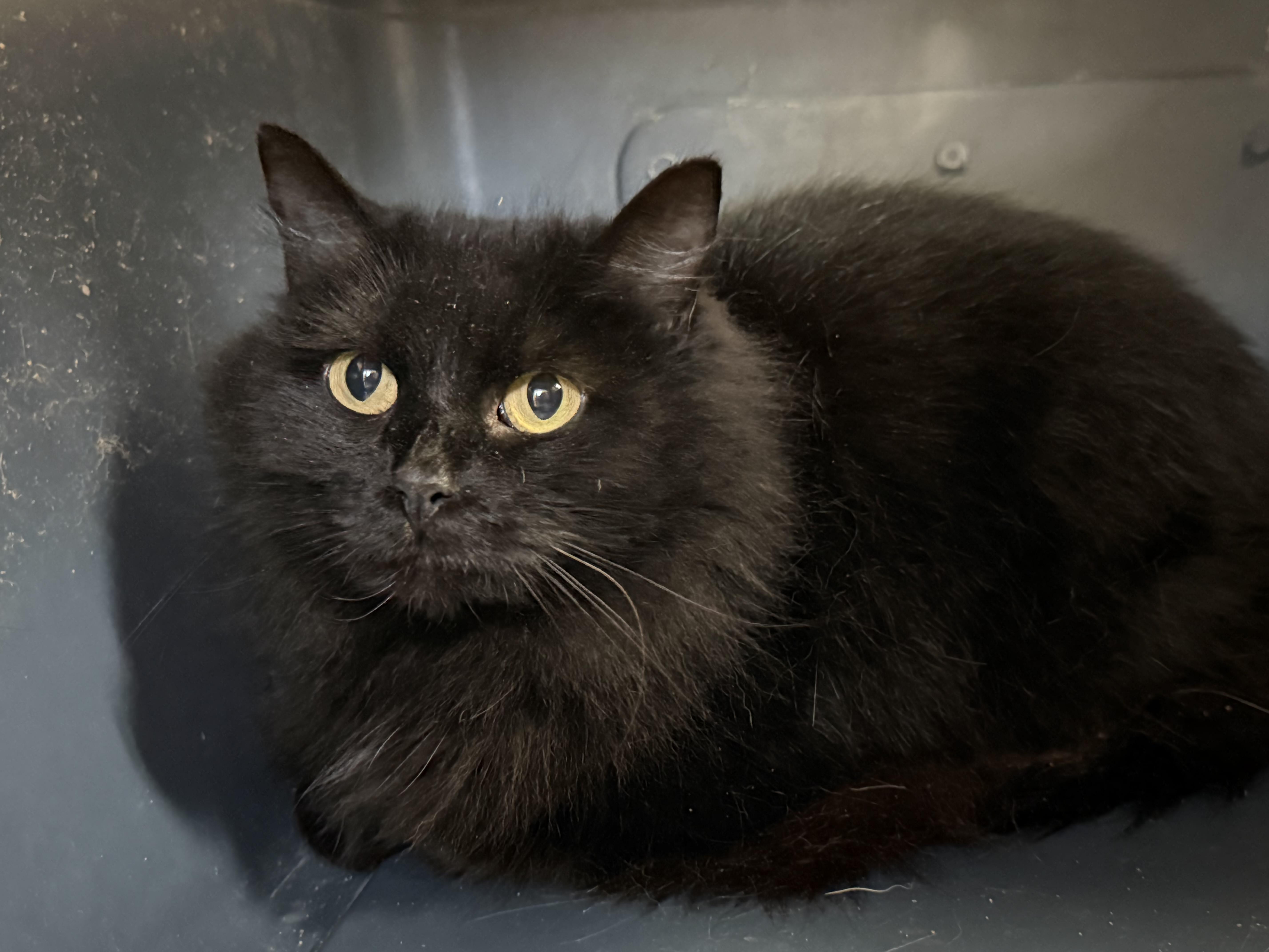 A young medium-sized female Black Domestic Long Hair cat named Bat Woman for adoption in Columbia, SC