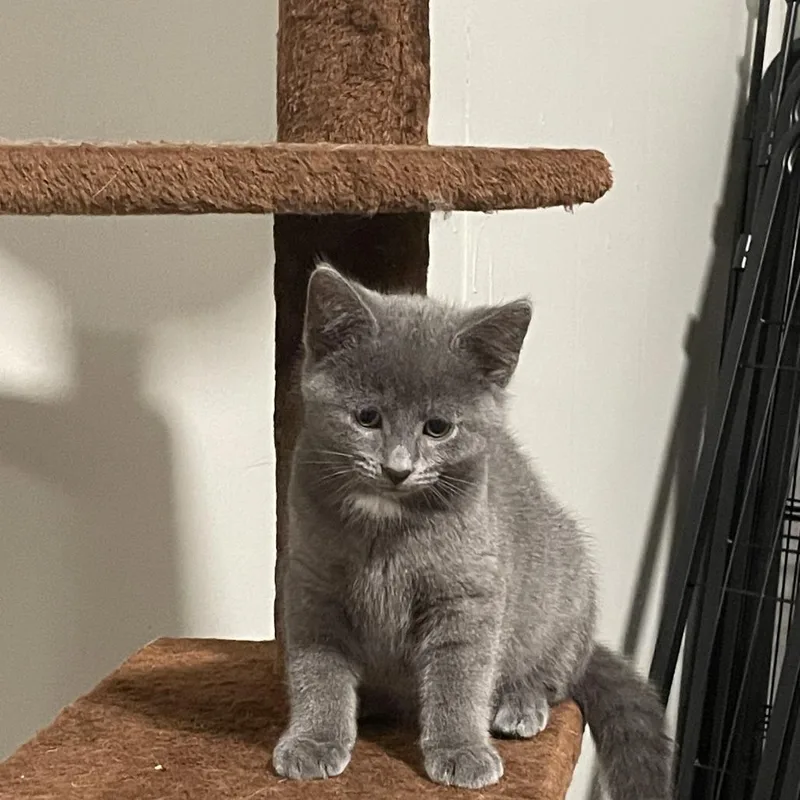 A baby small-sized female Gray / Blue / Silver Domestic Short Hair cat named Tow for adoption in Granville, OH