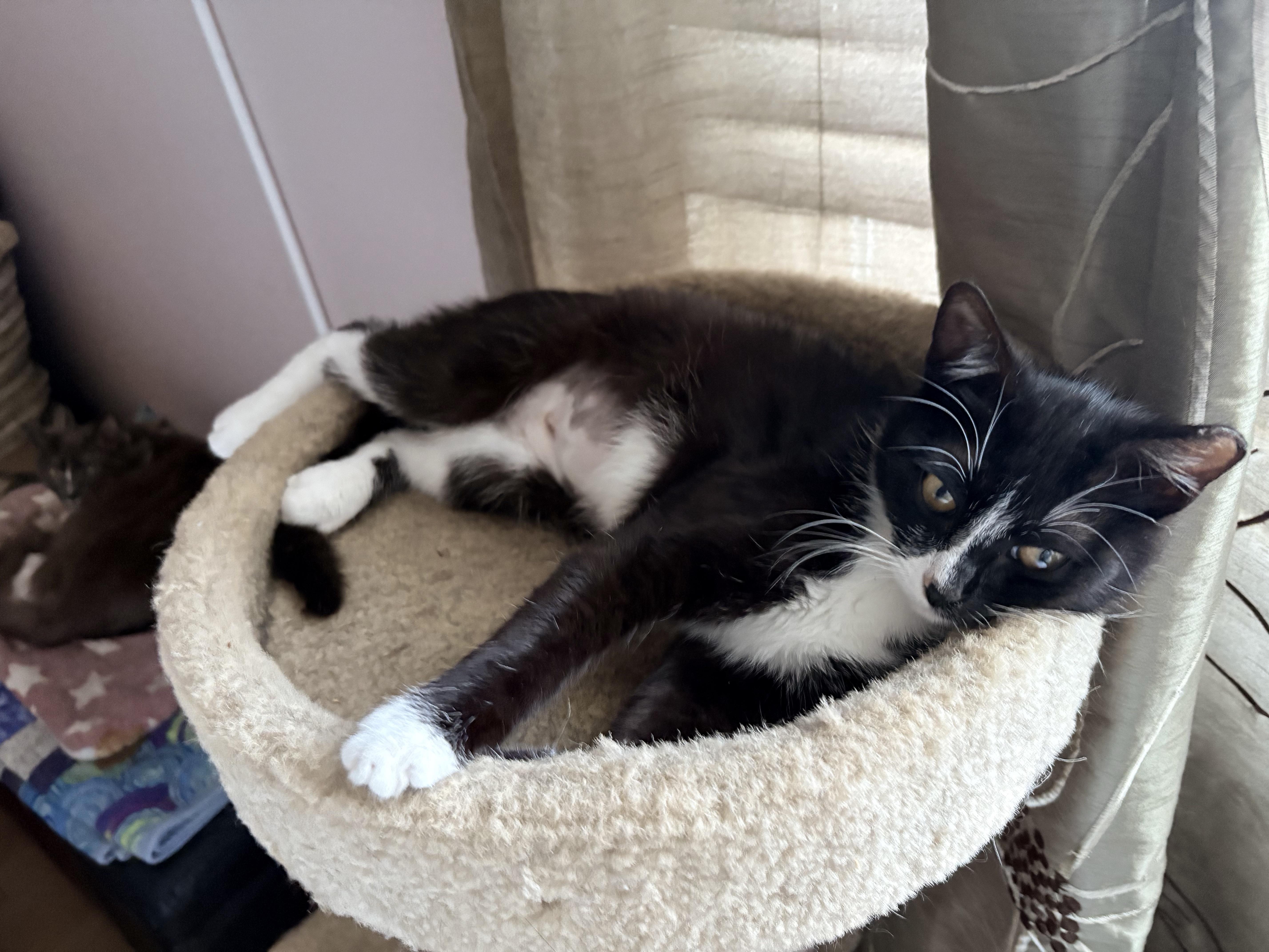 A young small-sized female Black & White / Tuxedo Domestic Short Hair cat named Chiki for adoption in Hayward, CA