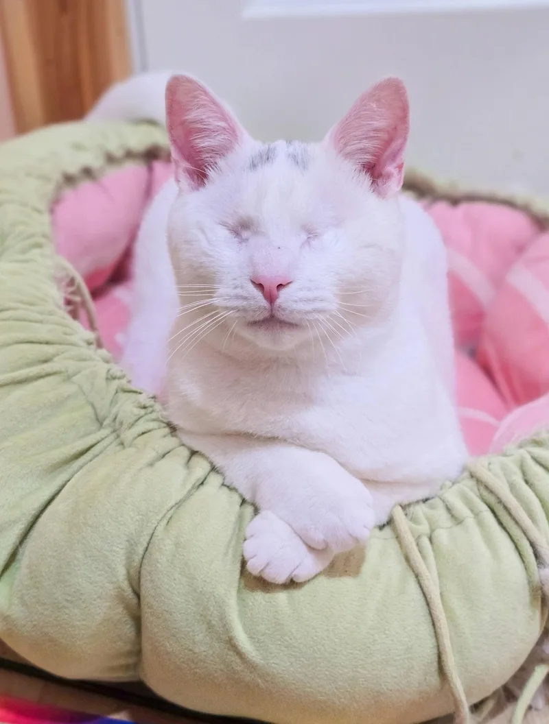 An adult medium-sized male White Domestic Short Hair cat named Magoo for adoption in Mullica Hill, NJ