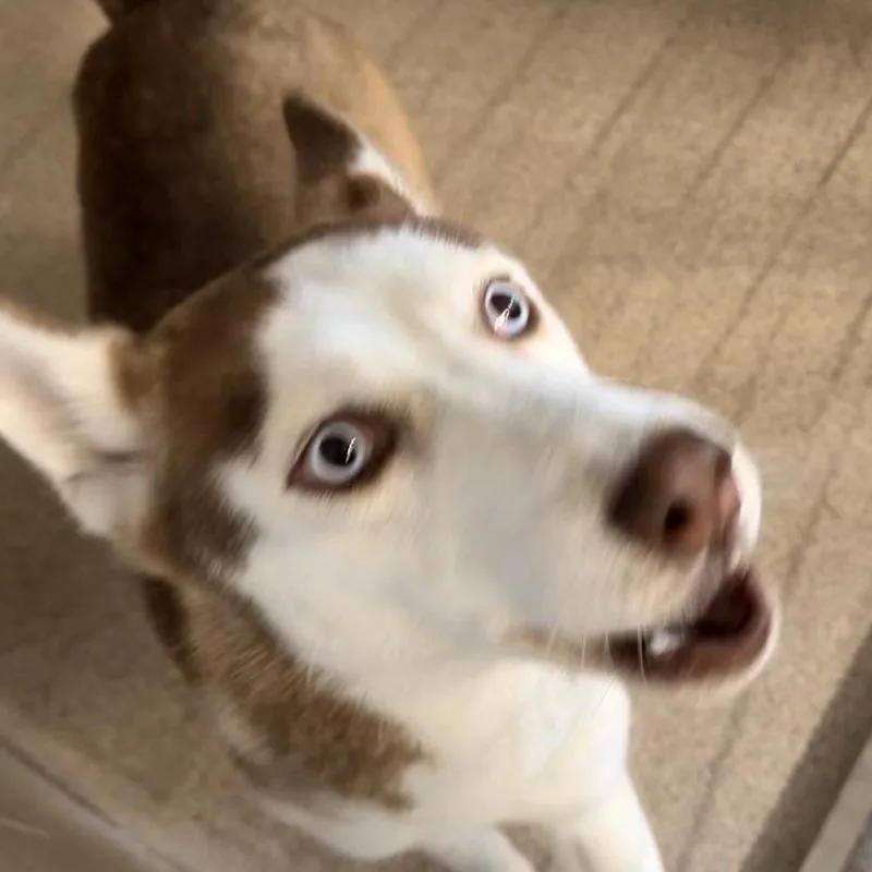 An adult large-sized male Brown / Chocolate Husky dog named Medic for adoption in Horn Lake, MS