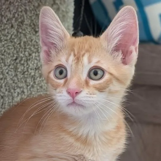 A baby medium-sized male Domestic Short Hair cat named Dillinger for adoption in Youngsville, NC