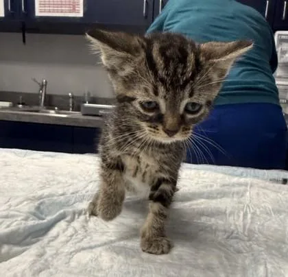 A young small-sized female Domestic Short Hair cat named B Trixie for adoption in North Charleston, SC