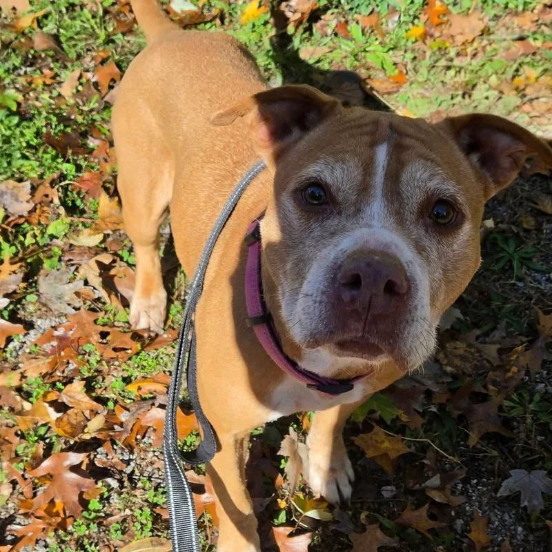 A senior medium-sized female Pit Bull Terrier dog named Bloom for adoption in Warren, OH