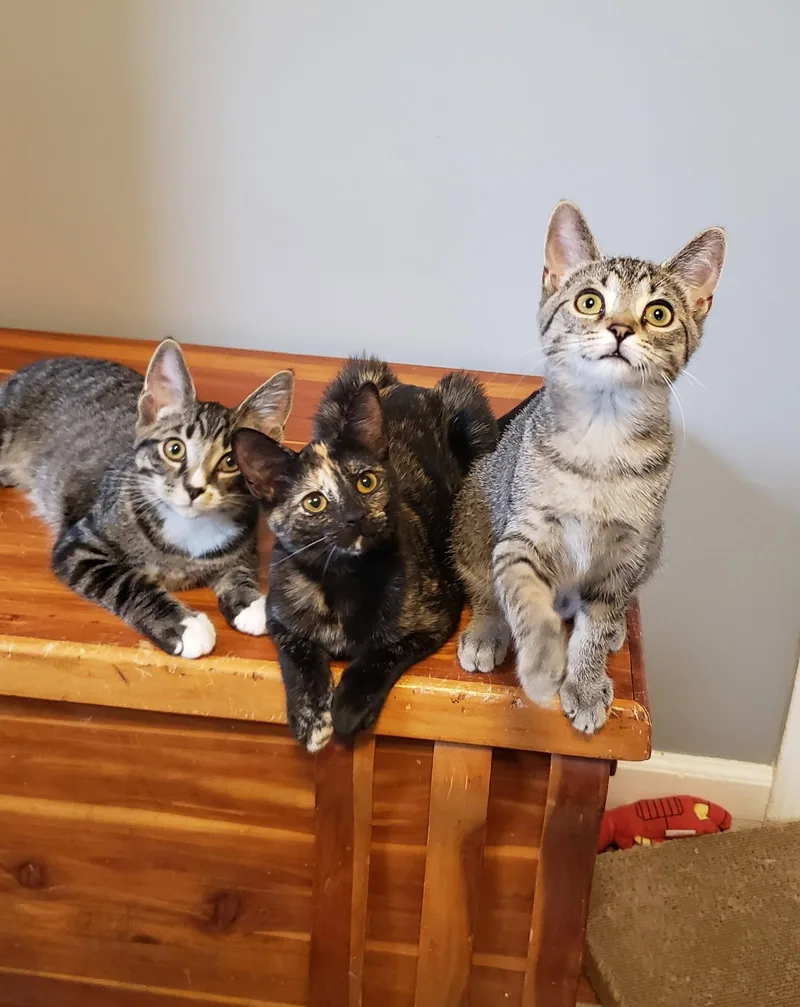A baby medium-sized female Domestic Short Hair cat named Harmony II for adoption in Cincinnati, OH
