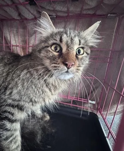 An adult medium-sized female Domestic Short Hair cat named Big Mama for adoption in West Chester, PA