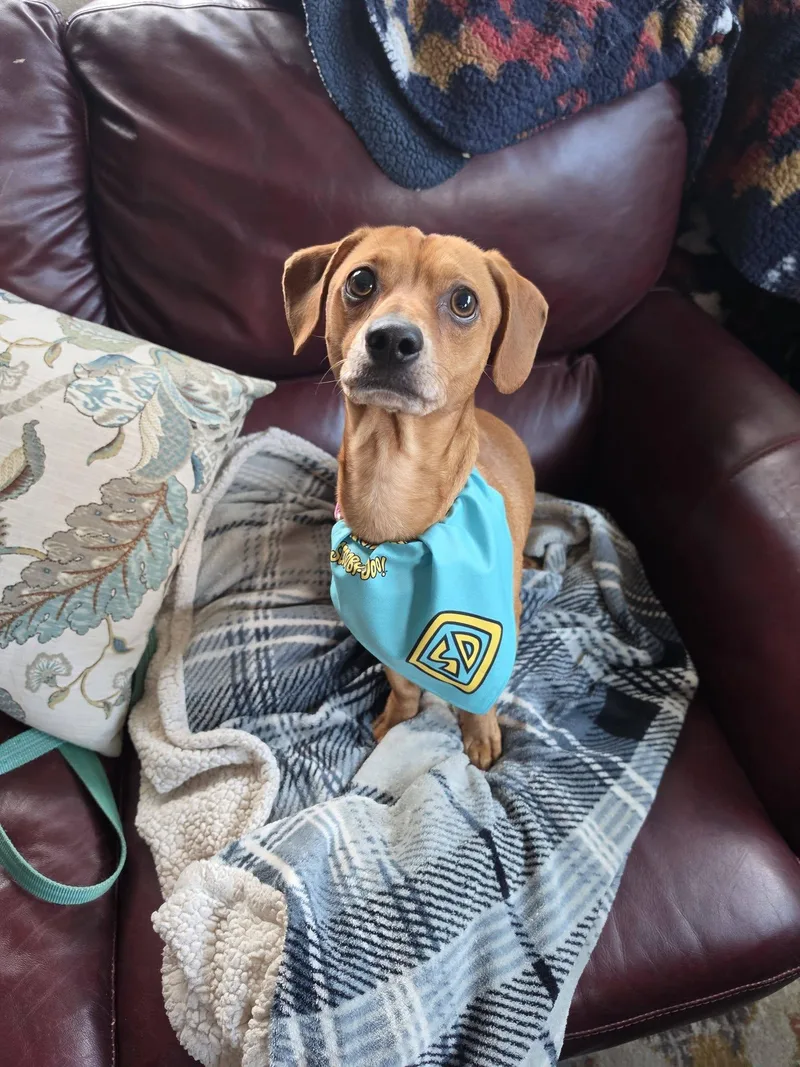 An adult small-sized male Miniature Dachshund dog named Scooby for adoption in Liverpool, NY