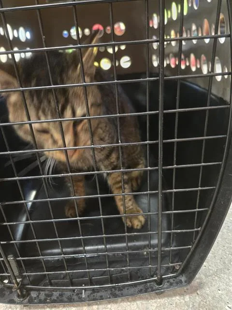 A young medium-sized female Domestic Short Hair cat named King for adoption in Louisville, KY