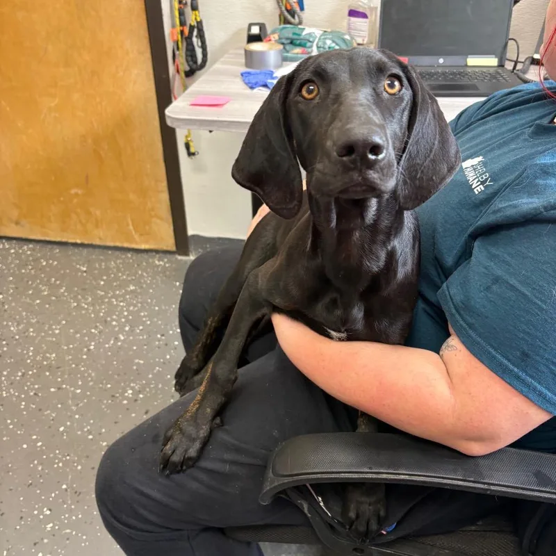 A baby medium-sized female Black Hound dog named Fae D for adoption in Lebanon, TN