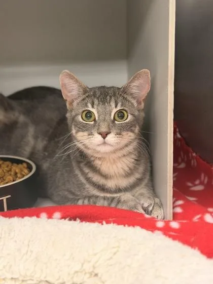 A young medium-sized female Domestic Short Hair cat named Mikie for adoption in Picayune, MS