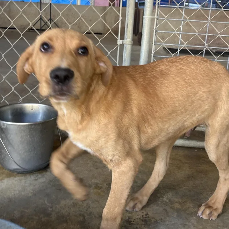 A baby medium-sized male Brown / Chocolate Mixed Breed dog named Tristan for adoption in West Point, MS