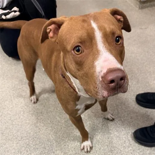 A young medium-sized male Mixed Breed dog named Blues Clues for adoption in Jacksonville, FL