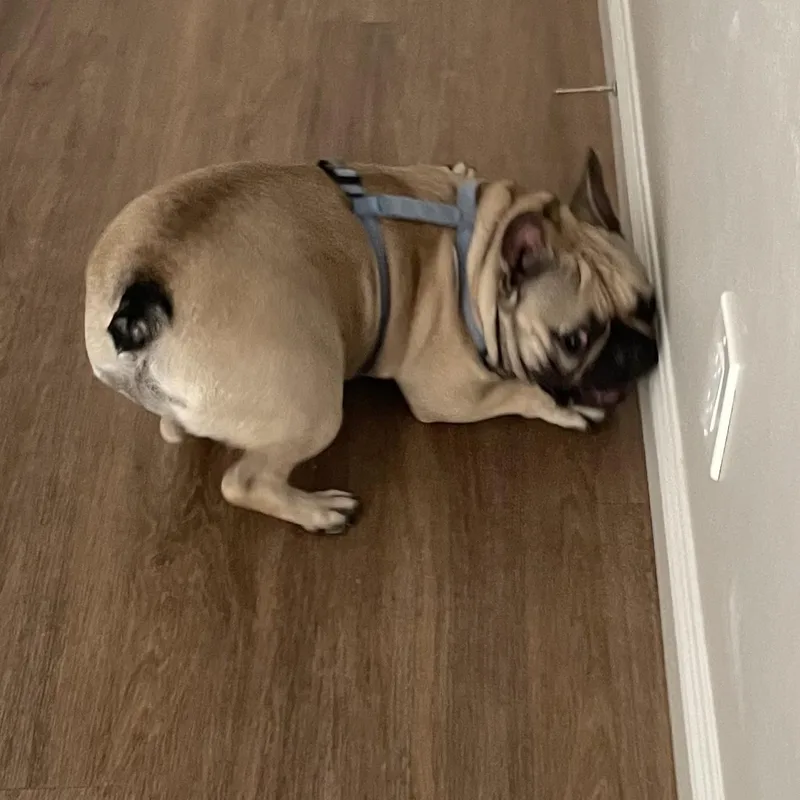 A young medium-sized male French Bulldog dog named Porkchop for adoption