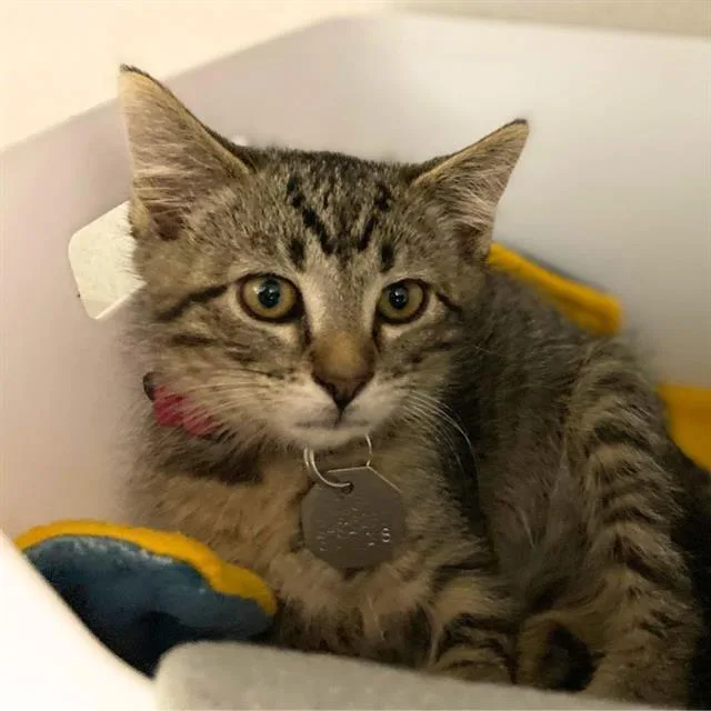 A baby small-sized female Domestic Short Hair cat named Yeti for adoption in Aurora, CO