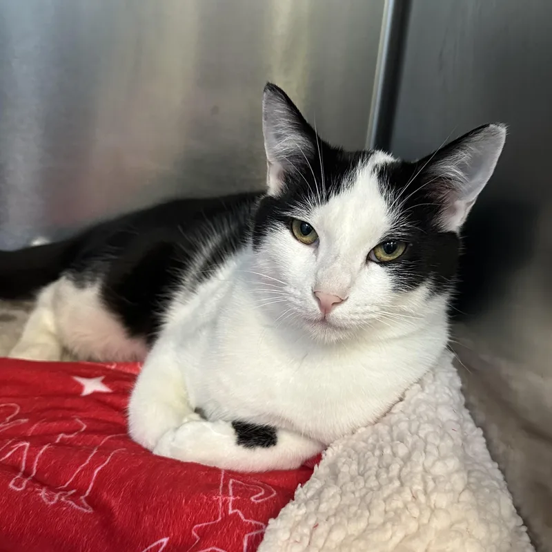 Finn & Mowgli Brothers thumbnail 2