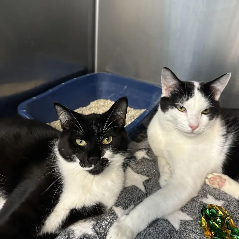 Finn & Mowgli Brothers thumbnail 4