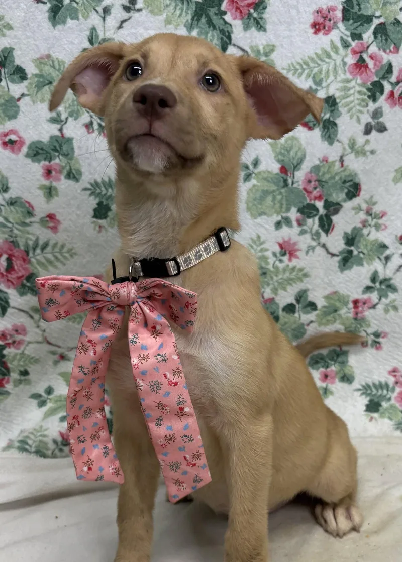 A young medium-sized female Labrador Retriever dog named Milly for adoption in Wetumpka, AL