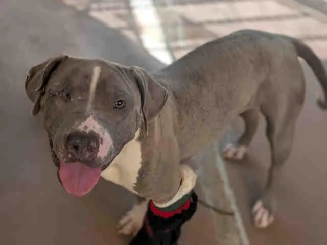 A young medium-sized female Pit Bull Terrier dog named Peggy for adoption in Bonita, CA
