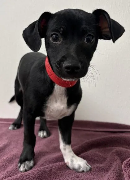A young small-sized male Chihuahua dog named Jerry for adoption in Phoenix, AZ