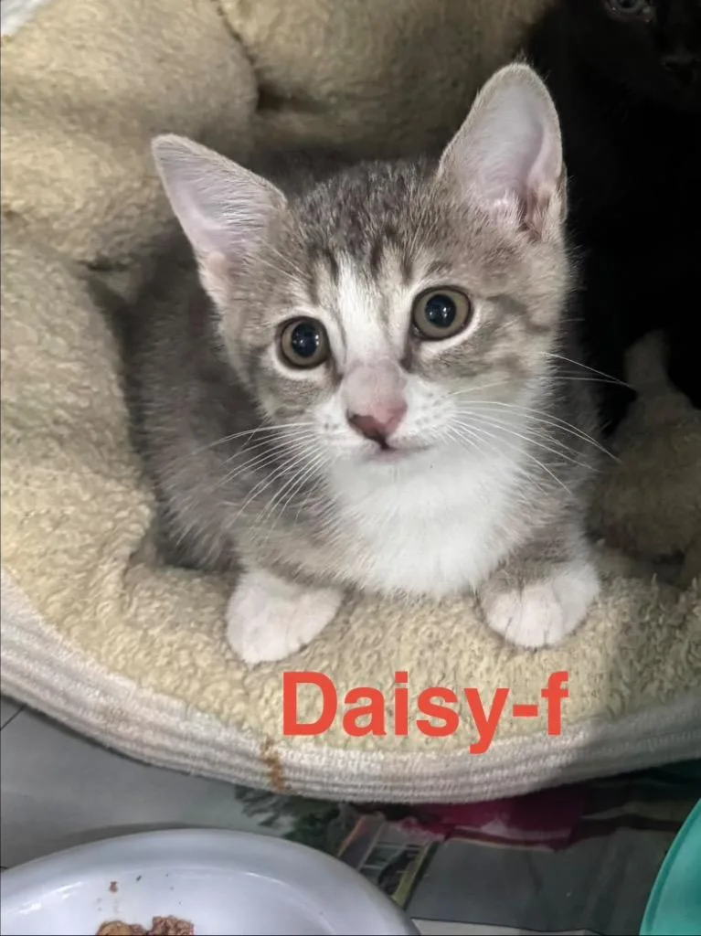 Daisy