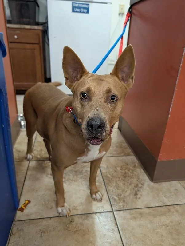 An adult large-sized female White / Cream Terrier dog named Lollipop for adoption in Cincinnati, OH