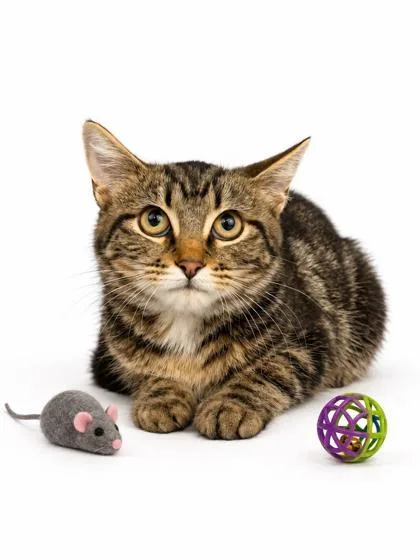 A young small-sized female Domestic Short Hair cat named Blair for adoption in Bowling Green, KY
