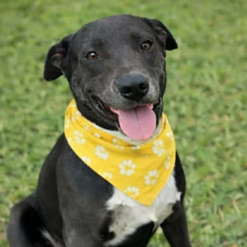 A young medium-sized male Pit Bull Terrier dog named Chance for adoption in Boise, ID