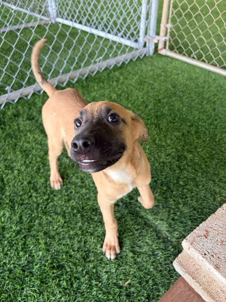 A baby medium-sized male Mixed Breed dog named Pochito for adoption in Brooklyn, NY
