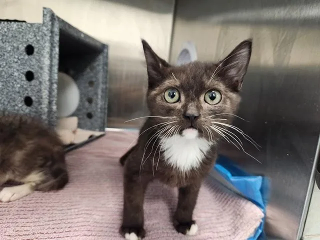 A baby small-sized male Domestic Short Hair cat named Tonka for adoption in Ocala, FL