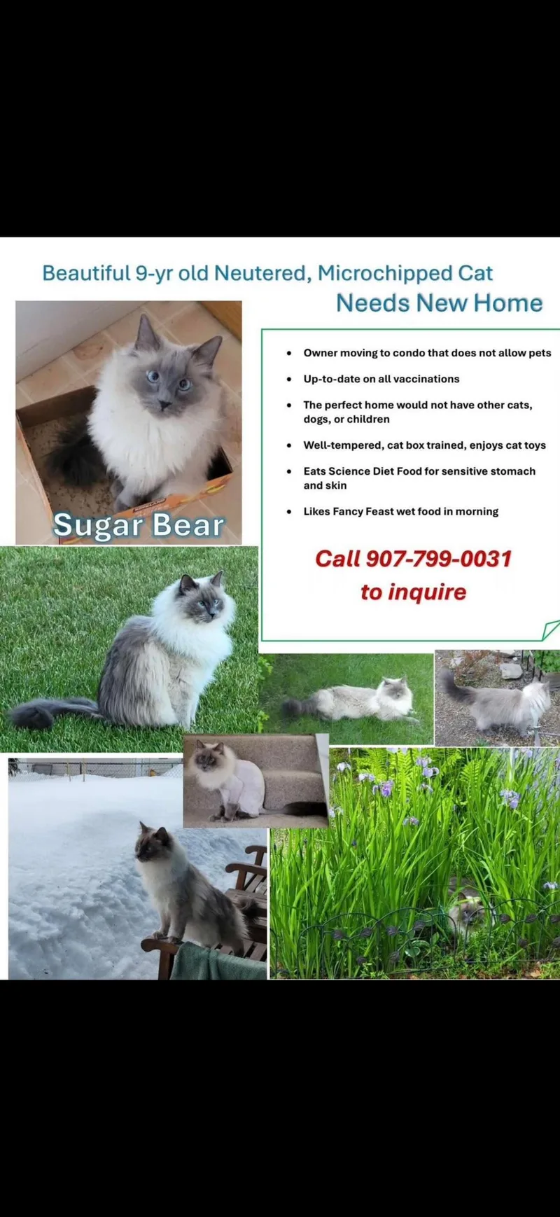 An adult large-sized male Himalayan cat named Sugar bear for adoption in Fairbanks, AK