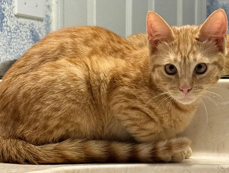 A baby medium-sized male Orange / Red Domestic Short Hair cat named Applesauce for adoption in Oviedo, FL