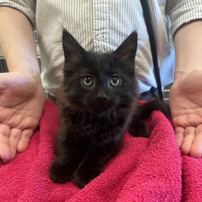 A baby small-sized male Black Domestic Medium Hair cat named Chad for adoption in Hinsdale, IL