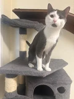 A young medium-sized male Domestic Short Hair cat named Cruise for adoption in Sandusky, OH